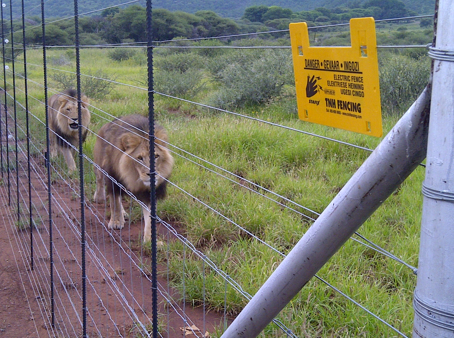 Lion fence(1)