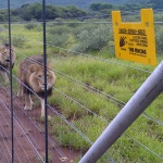 Lion fence(1)
